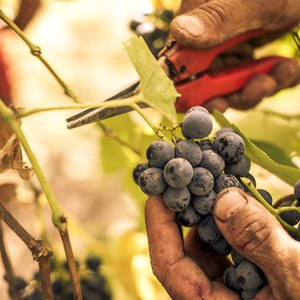 Il vino, dalla vite alla tavola