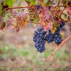 ‘Esperienze di Vitae’: l’unione di eccellenza tra Romagna, Emilia e Marche