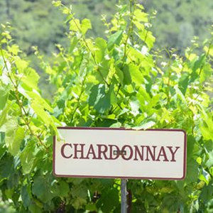 Not only in France... Monsieru Chardonnay in Dozza!