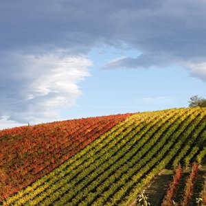 VIGNAIOLI IN ENOTECA