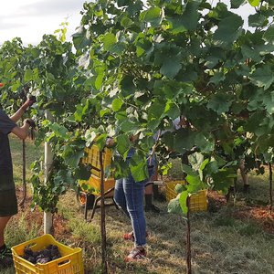 «Siccità record, sarà una vendemmia strana»