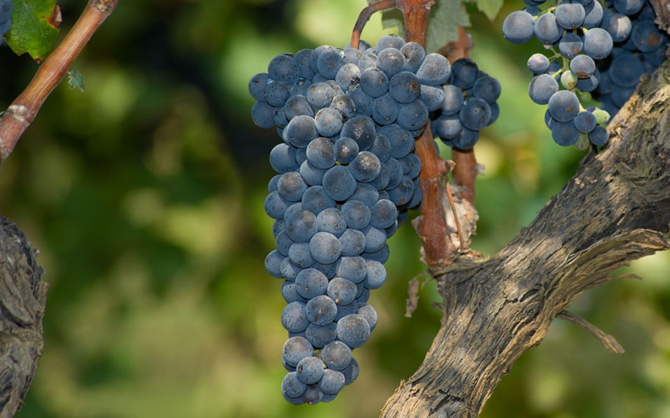 Lambrusco di Sorbara