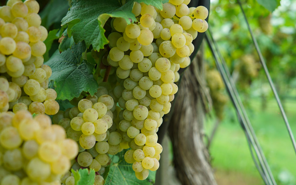 Trebbiano